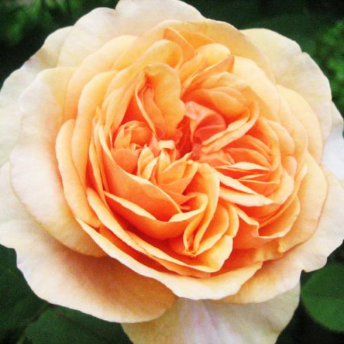 Роза английская кустовая Чарльз Остин (Charles Austin) Роза английская кустовая Чарльз Остин (Charles Austin)