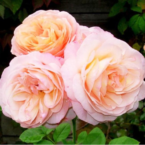 Роза английская кустовая Чарльз Остин (Charles Austin) Роза английская кустовая Чарльз Остин (Charles Austin)