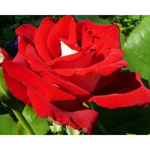 Роза чайно-гибридная Альянс Роза чайно-гибридная Альянс