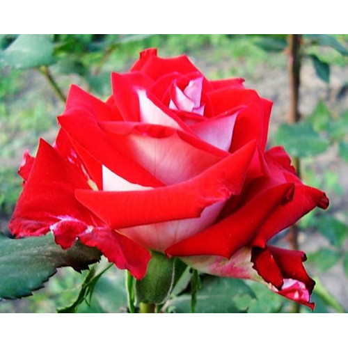 Роза чайно-гибридная Альянс Роза чайно-гибридная Альянс