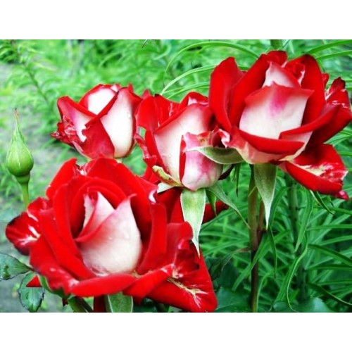 Роза чайно-гибридная Альянс Роза чайно-гибридная Альянс