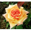 Роза чайно-гибридная Caramel Роза чайно-гибридная Caramel