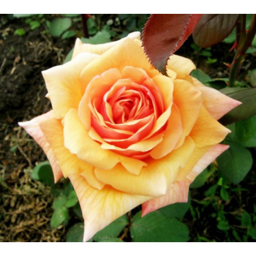 Роза чайно-гибридная Caramel Роза чайно-гибридная Caramel