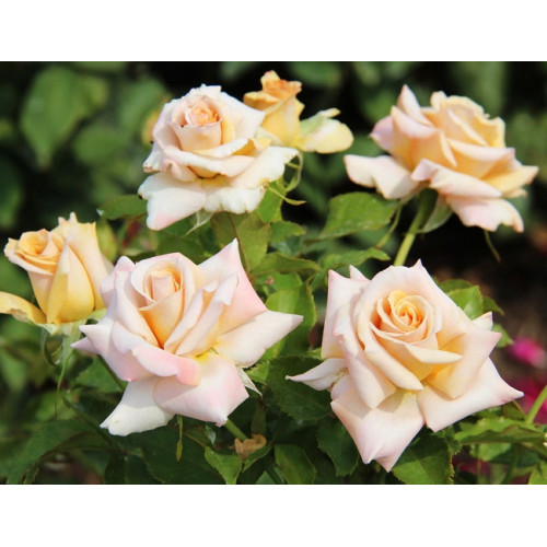 Роза чайно-гибридная Caramel Роза чайно-гибридная Caramel