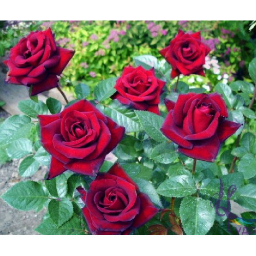 Роза чайно-гибридная Madonna Роза чайно-гибридная Madonna