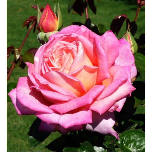 Роза чайно-гибридная Chicago Peace Роза чайно-гибридная Chicago Peace