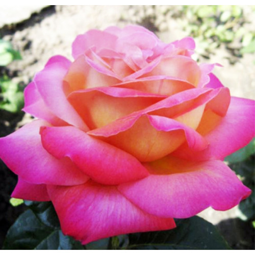 Роза чайно-гибридная Chicago Peace Роза чайно-гибридная Chicago Peace