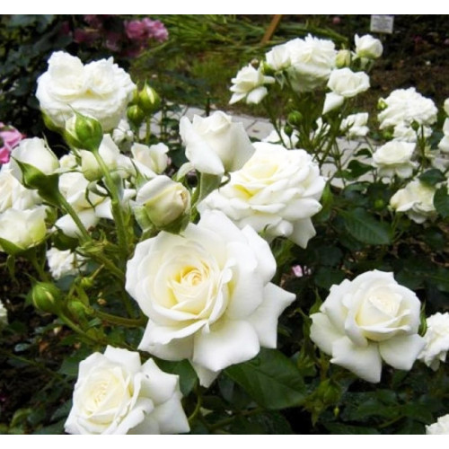 Роза флорибунда Роза флорибунда