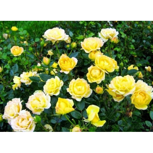 Роза почвопокровная Fairy Isles Роза почвопокровная Fairy Isles