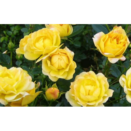 Роза почвопокровная Fairy Isles Роза почвопокровная Fairy Isles