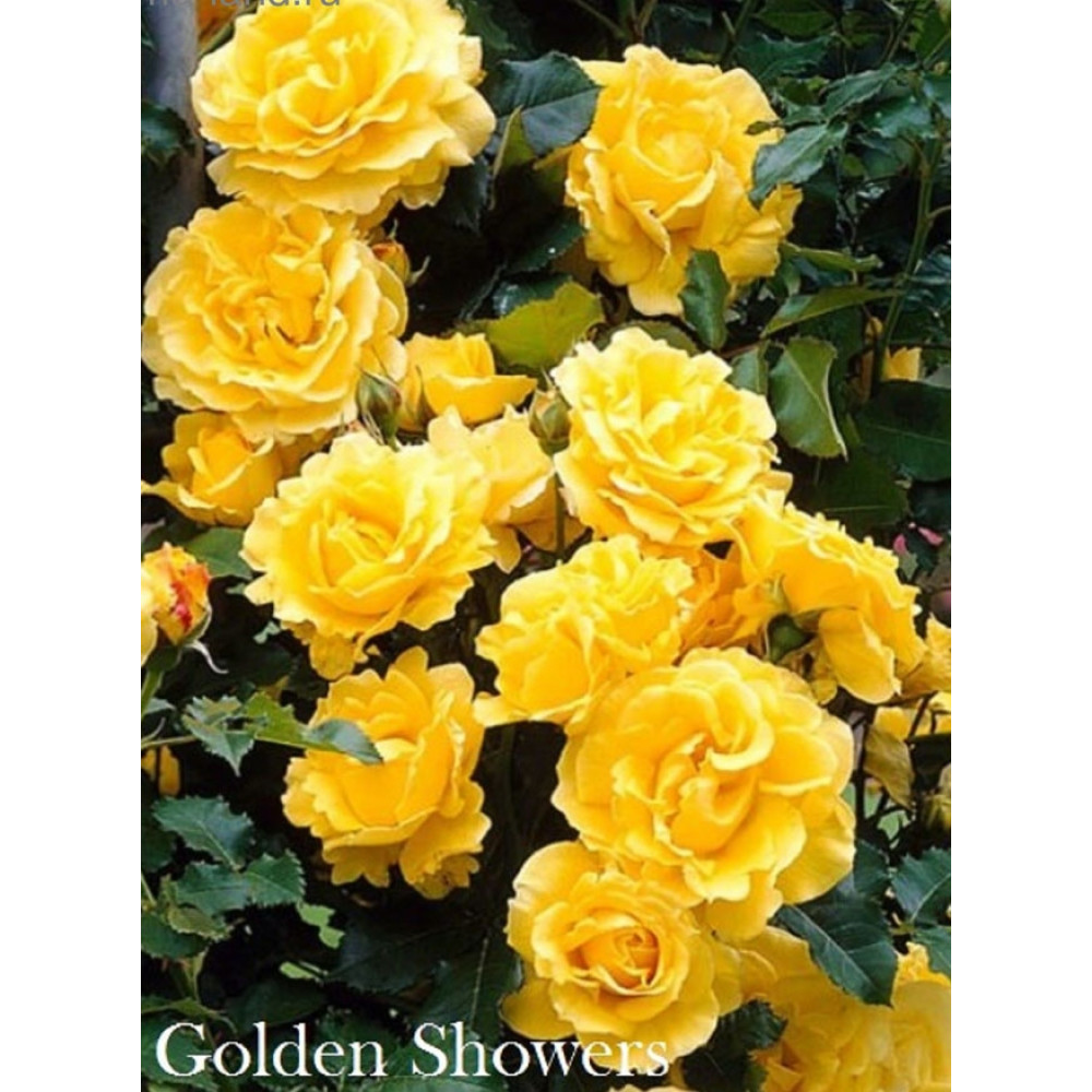 Роза плетистая Golden Showers купить саженцы почтой из питомника «АГРОФОНД»