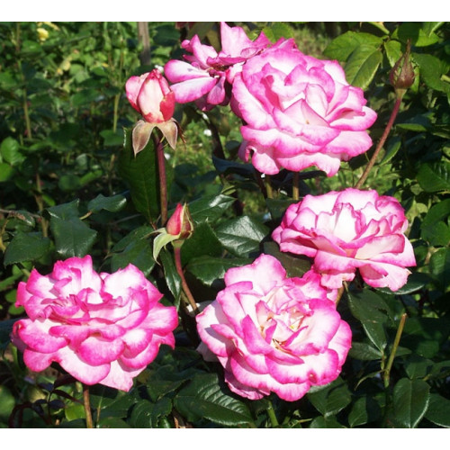 Роза плетистая Handel Роза плетистая Handel