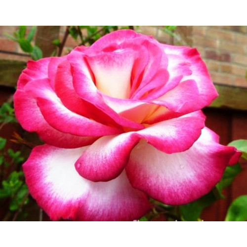 Роза плетистая Handel Роза плетистая Handel