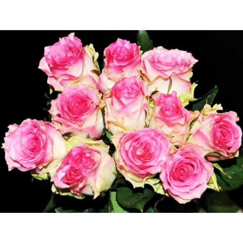 Роза чайно-гибридная Малибу Роза чайно-гибридная Малибу