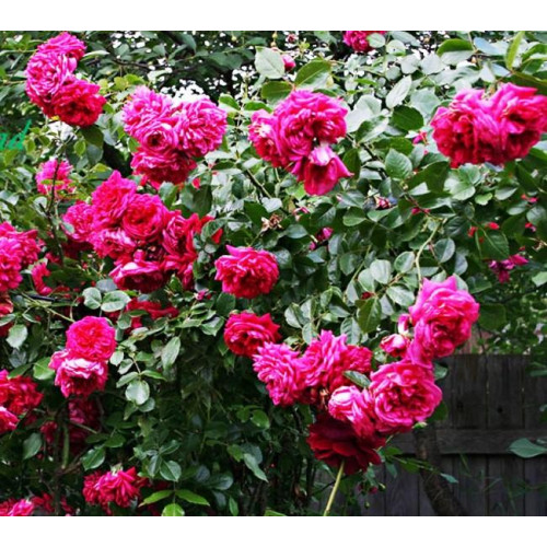 Роза плетистая Лагуна (Laguna) Роза плетистая Лагуна (Laguna)