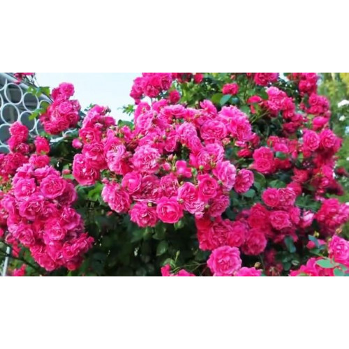 Роза плетистая Лагуна (Laguna) Роза плетистая Лагуна (Laguna)