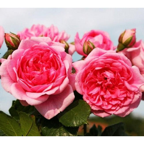 Роза плетистая Лагуна (Laguna) Роза плетистая Лагуна (Laguna)