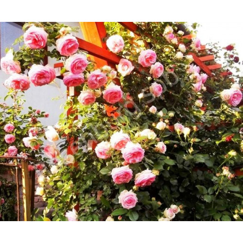 Роза плетистая Эдэн Роуз Роза плетистая Эдэн Роуз