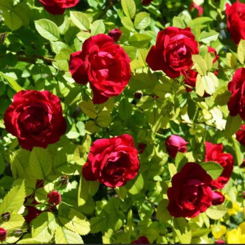 Роза плетистая Фламентанц (Flammentanz) Роза плетистая Фламентанц (Flammentanz)