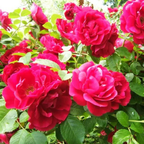 Роза плетистая Фламентанц (Flammentanz) Роза плетистая Фламентанц (Flammentanz)