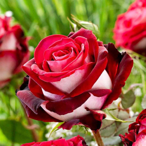 Роза чайно-гибридная Осирия (Osiria) Роза чайно-гибридная Осирия (Osiria)