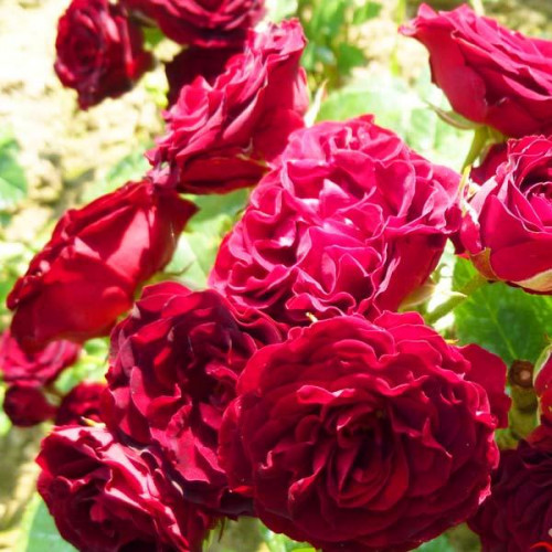 Роза патио и спрей Ред Сенсейшн (Red Sensation) Роза патио и спрей Ред Сенсейшн (Red Sensation)