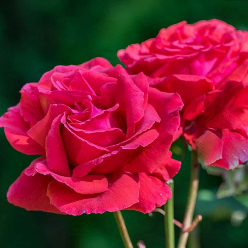 Роза чайно-гибридная Дуфтвольке Роза чайно-гибридная Дуфтвольке