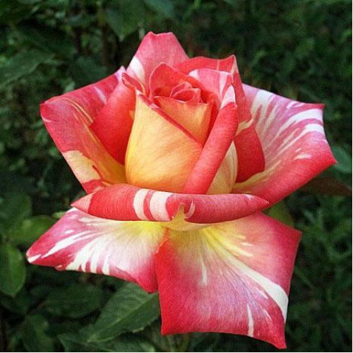 Роза чайно-гибридная Фиеста (Fiesta) Роза чайно-гибридная Фиеста (Fiesta)