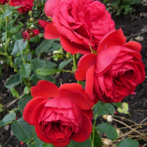 Роза флорибунда Ален (Alain) Роза флорибунда Ален (Alain)