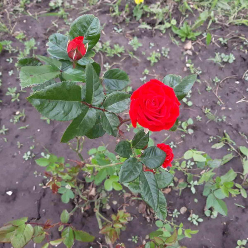 Роза флорибунда Ален (Alain) Роза флорибунда Ален (Alain)