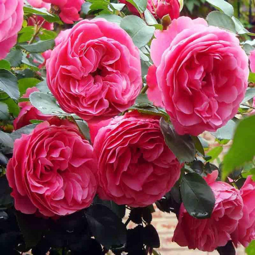 Роза флорибунда Леонардо да Винчи (Leonardo da Vinci) Роза флорибунда Леонардо да Винчи (Leonardo da Vinci)