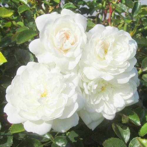 Роза почвопокровная Сноу Балет (Snow Ballet) Роза почвопокровная Сноу Балет (Snow Ballet)