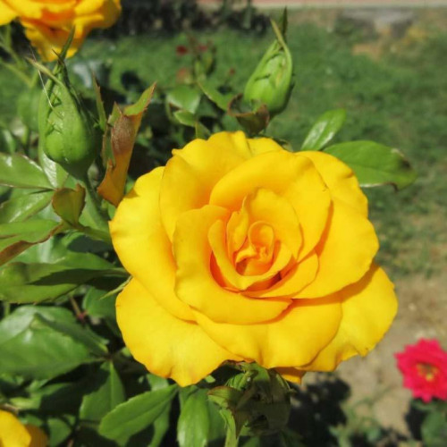 Роза патио и спрей Саммер (Summer) Роза патио и спрей Саммер (Summer)