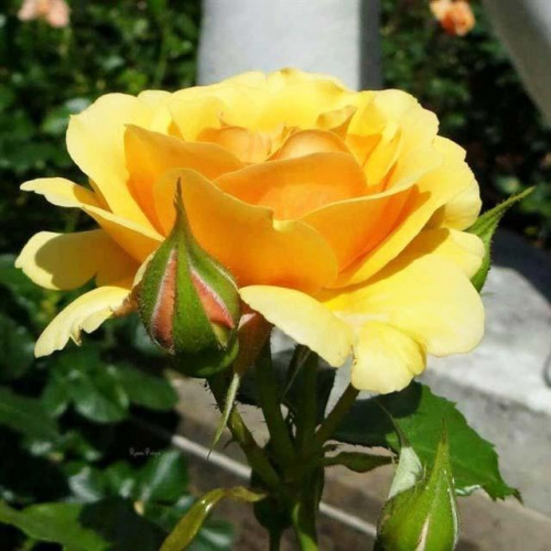 Роза патио и спрей Саммер (Summer) Роза патио и спрей Саммер (Summer)