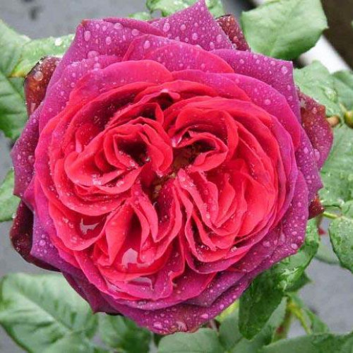 Роза шраб Графиня фон Харденберг (Astrid Grafin von Hardenberg) Роза шраб Графиня фон Харденберг (Astrid Grafin von Hardenberg)