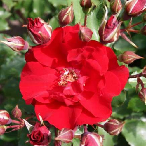 Роза шраб Ротер Корсар (Roter Korsar) Роза шраб Ротер Корсар (Roter Korsar)