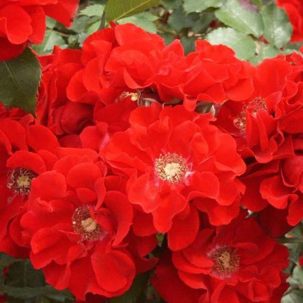 Роза шраб Ротер Корсар (Roter Korsar) купить саженцы почтой из ...