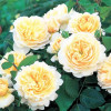 Роза канадская Crocus Rose Роза канадская Crocus Rose
