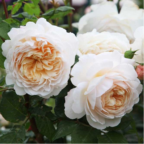 Роза канадская Crocus Rose Роза канадская Crocus Rose