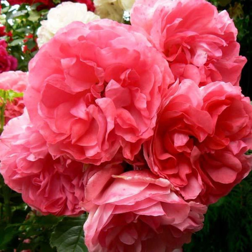 Роза плетистая Розариум Ютерсен (Rosarium Uetersen) Роза плетистая Розариум Ютерсен (Rosarium Uetersen)