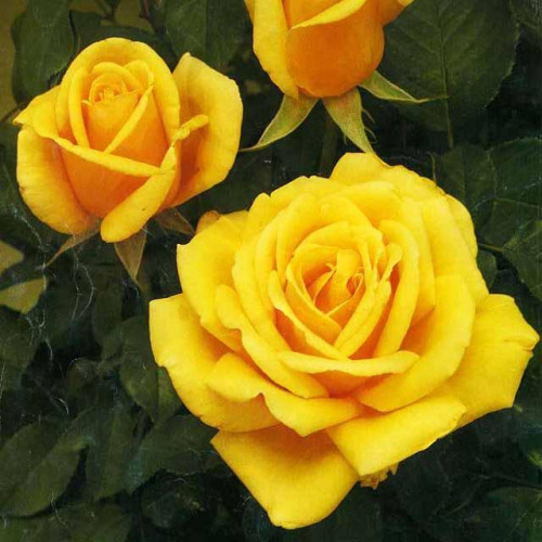 Роза чайно-гибридная Латина (Latina) Роза чайно-гибридная Латина (Latina)