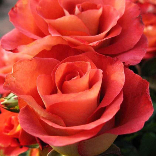 Роза чайно-гибридная Леонидас Роза чайно-гибридная Леонидас