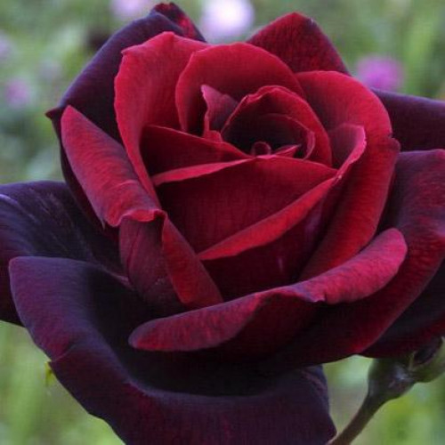 Роза чайно-гибридная Papa Meilland (Папа Мейян) Роза чайно-гибридная Papa Meilland (Папа Мейян)