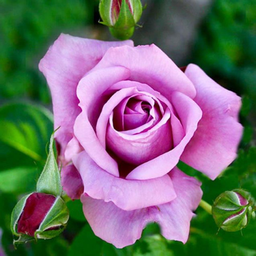 Роза чайно-гибридная Голубой Нил (Blue Nile) Роза чайно-гибридная Голубой Нил (Blue Nile)