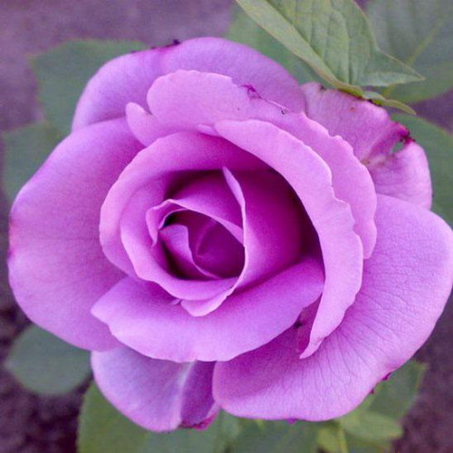 Роза чайно-гибридная Голубой Нил (Blue Nile) Роза чайно-гибридная Голубой Нил (Blue Nile)