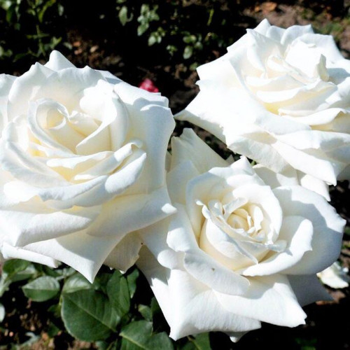 Роза чайно-гибридная Тенека (Tineke) Роза чайно-гибридная Тенека (Tineke)