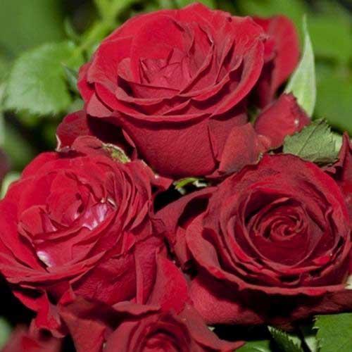 Роза чайно-гибридная Форевер Янг Роза чайно-гибридная Форевер Янг