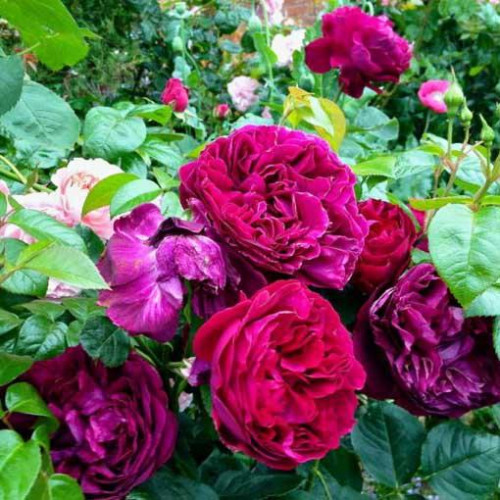 Роза английская кустарниковая Falstaff Роза английская кустарниковая Falstaff