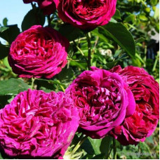 Роза английская кустарниковая Falstaff