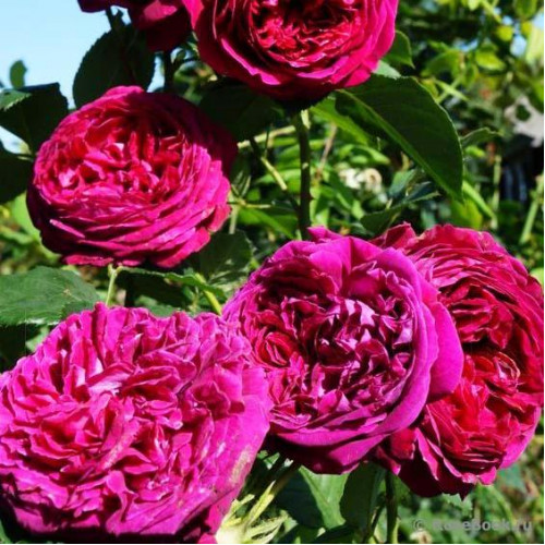 Роза английская кустарниковая Falstaff Роза английская кустарниковая Falstaff